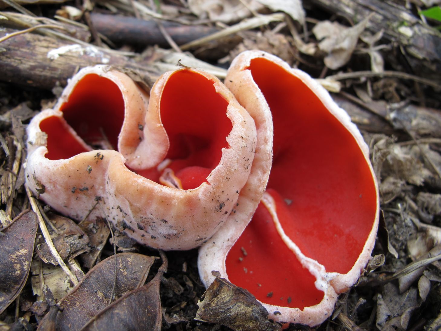 Ohnivec šarlatový Sarcoscypha coccinea