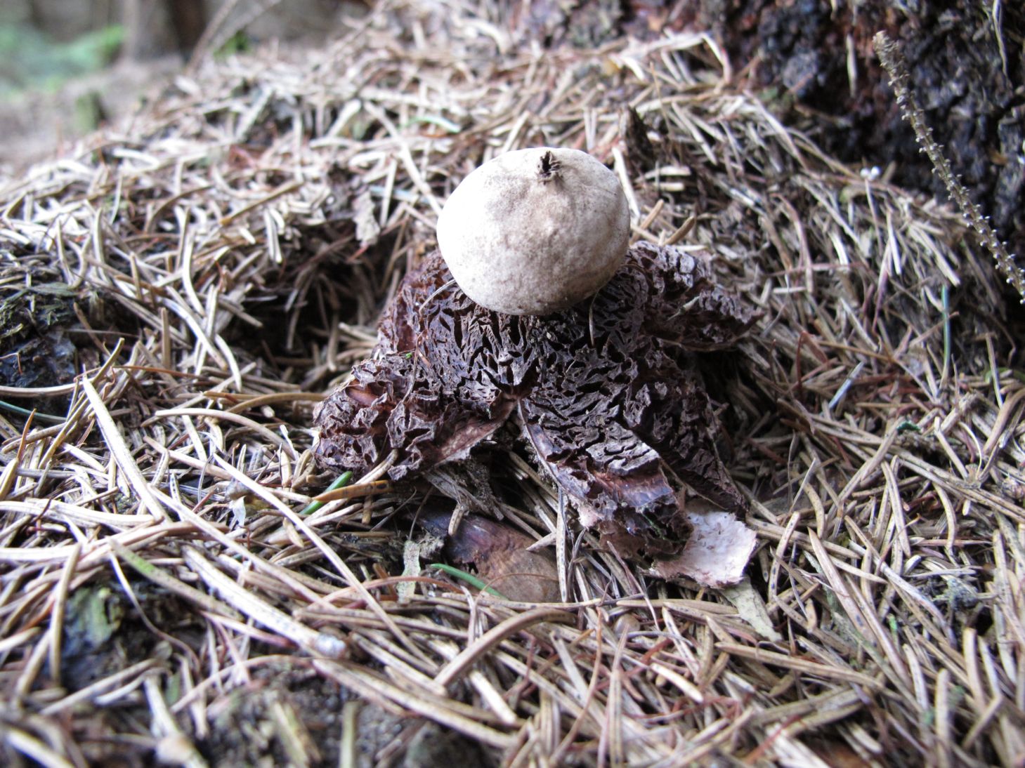 Hvězdovka červenavá Geastrum rufescens2