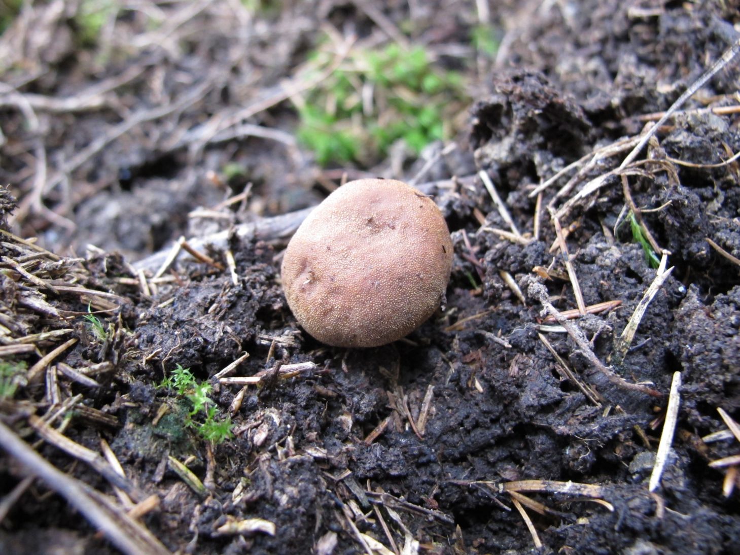 Elaphomyces granulatus