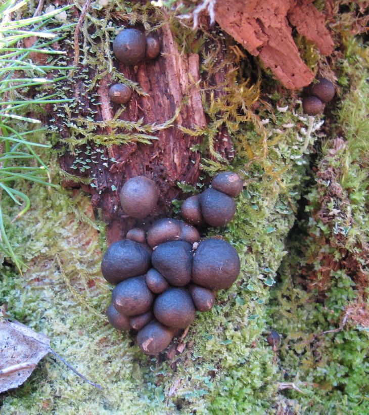 Lycogala epidendrum