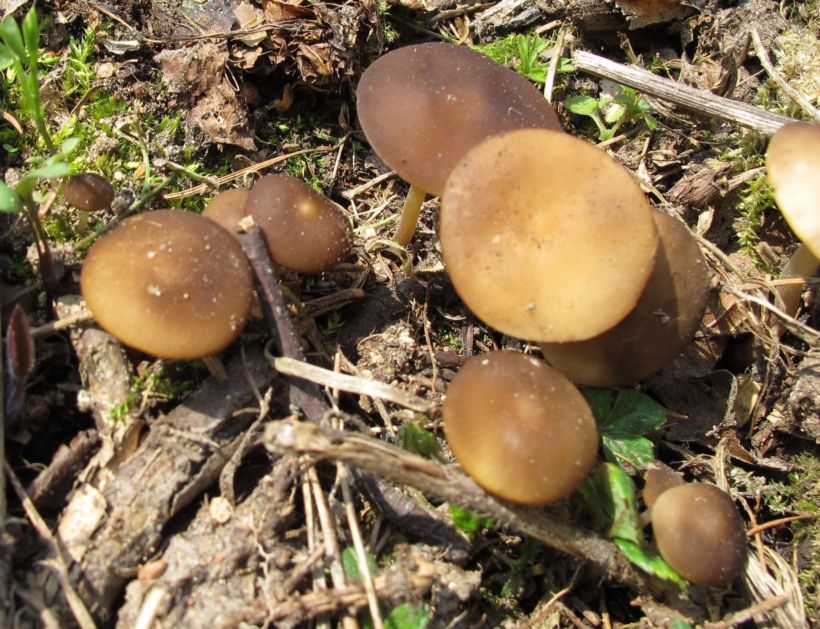 Penízovka smrková Strobilurus esculentus 5