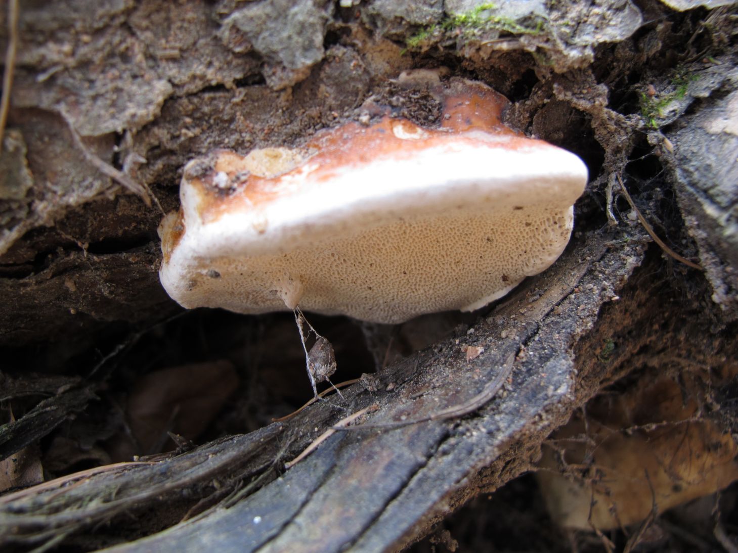 Troudnatec pásovaný Fomes marginatus