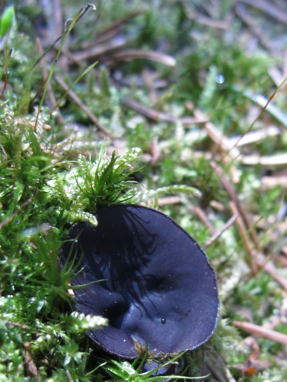 Ušíčko černé 26